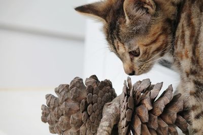 Close-up of a cat