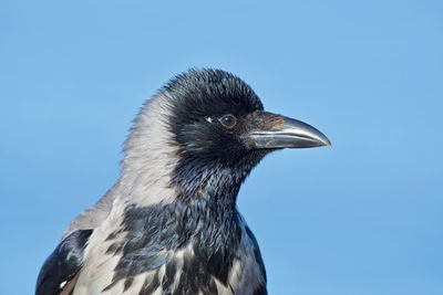 Close-up of a crow looking away against blue sky