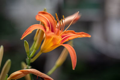 Close-up of orange day lily