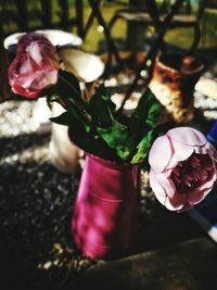 Close-up of pink flowers