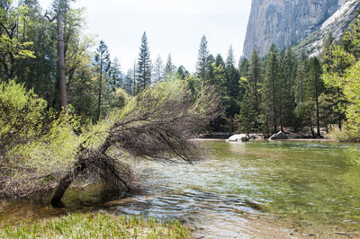Trees growing in water
