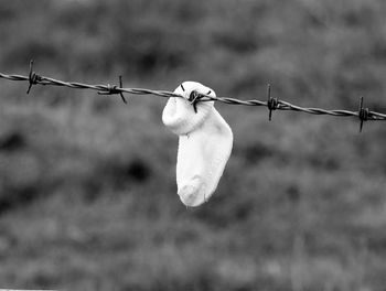 Close-up of hanging branches against blurred background