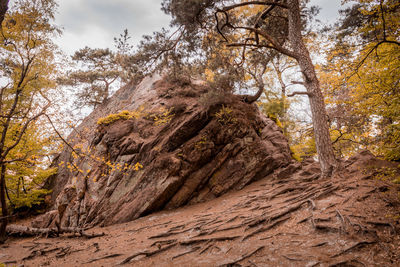 Low angle view of trees against sky during autumn