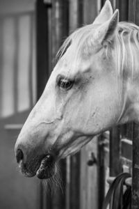 Close-up of horse in stable