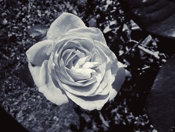 Close-up of rose blooming outdoors