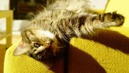 Close-up portrait of a cat