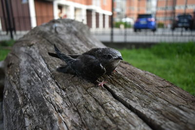 Close-up of bird perching on wood