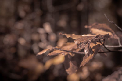 Close-up of dry leaves on snow