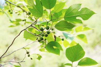 Close-up of leaves