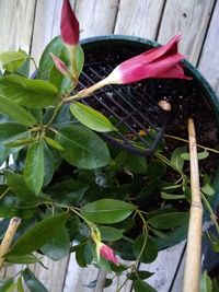 High angle view of vegetables on plant