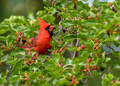 A brilliant red cardinal munches tasty mulberries in a tree on a summer day
