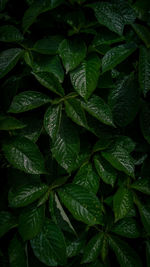 Full frame shot of fresh green leaves