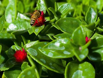 Close-up of insect on red flower