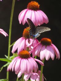 Close-up of honey bee on pink flower