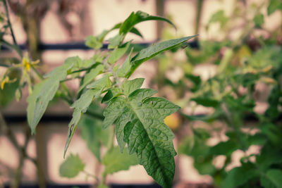 Close up of tomato leaf in vegetable garden