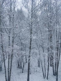 Bare trees on snow covered landscape