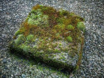 High angle view of moss growing on grass