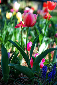 Close-up of pink flowers