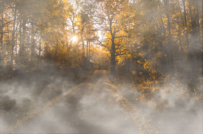 Sunlight streaming through trees in forest during autumn