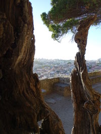 Scenic view of tree against sky