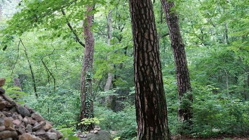 Trees in forest