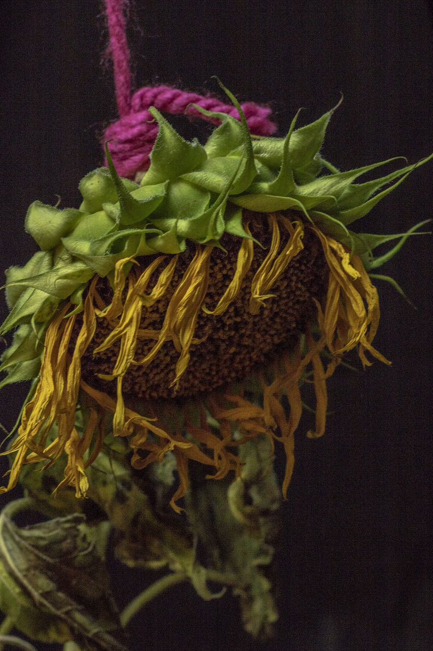 HIGH ANGLE VIEW OF ROSE ON TABLE AGAINST BLACK BACKGROUND