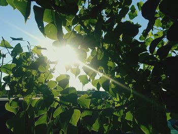 Low angle view of tree against sky