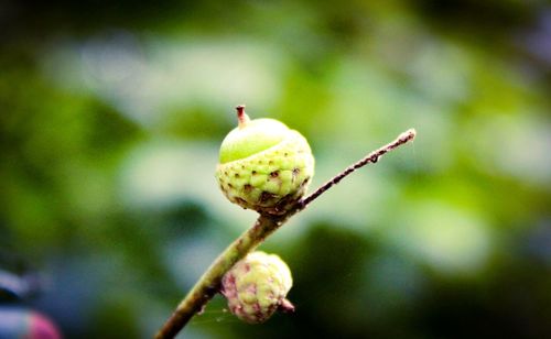 Close-up of acorn 