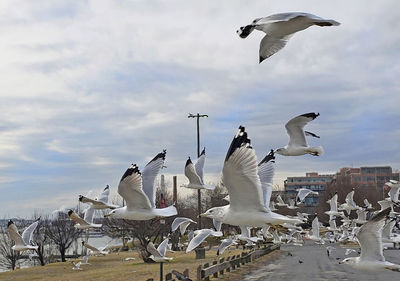 Seagulls flying in the sky