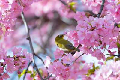 Close-up of butterfly perching on pink cherry blossom