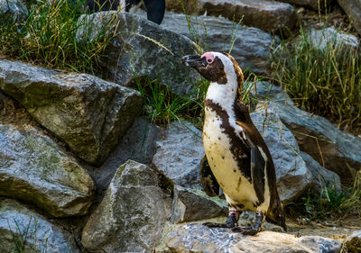 High angle view of bird on rock