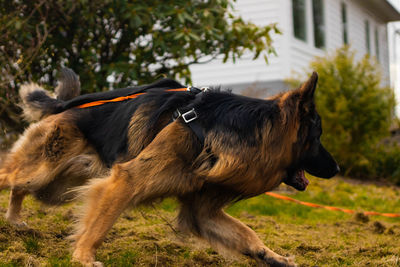 Close-up of a horse on field