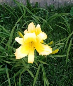 Close-up of yellow crocus blooming outdoors