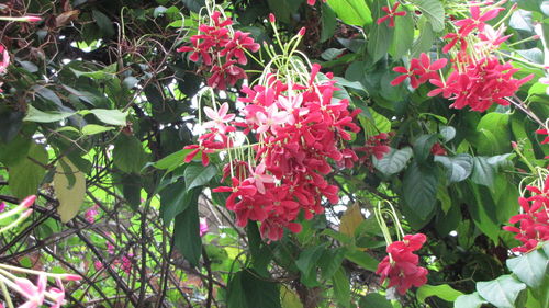 Red flowers blooming outdoors