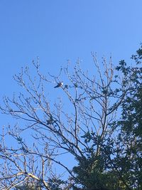 Low angle view of bare tree against blue sky