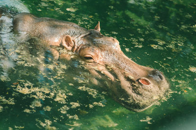 High angle view of animal swimming in lake