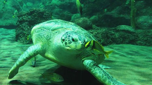 Close-up of turtle swimming with a fish