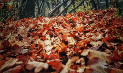 Autumn leaves on tree trunk