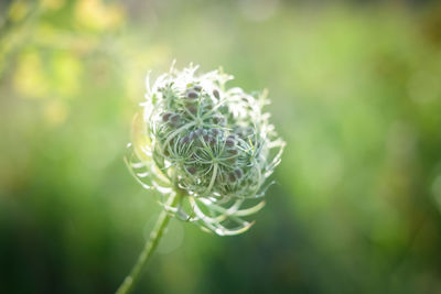 Close-up of flower against blurred background