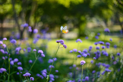 Close-up of butterfly pollinating on purple flower