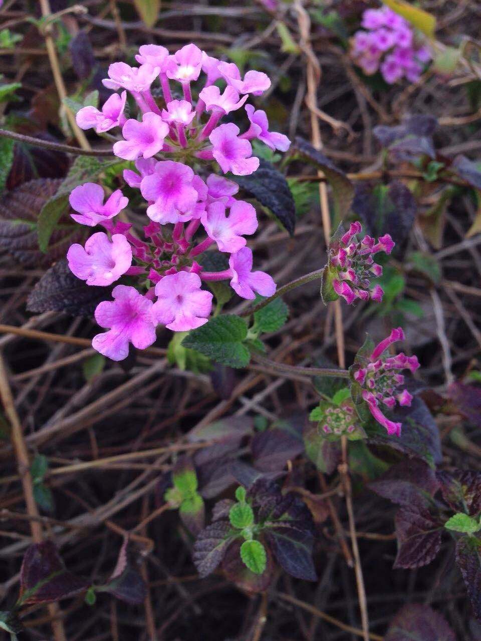 flower, freshness, fragility, petal, growth, purple, plant, beauty in nature, blooming, nature, flower head, close-up, high angle view, focus on foreground, stem, pink color, in bloom, outdoors, leaf, day