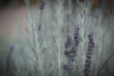 Close-up of plant growing on field