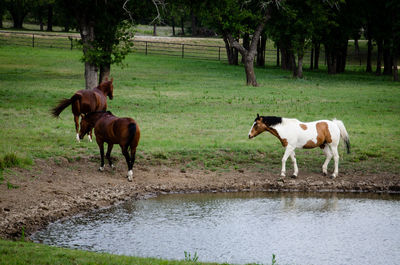 Horse to water