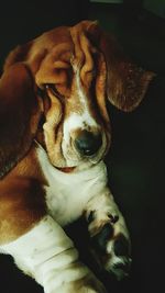 Close-up portrait of dog relaxing