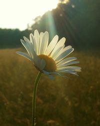 Close-up of dandelion