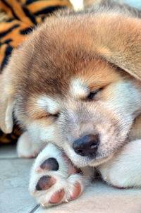 Close-up portrait of dog lying down