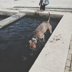 High angle view of man with dog on water