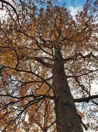 Low angle view of tree against sky