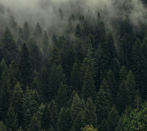 Pine trees in forest