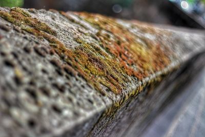 Close-up of lichen on tree trunk